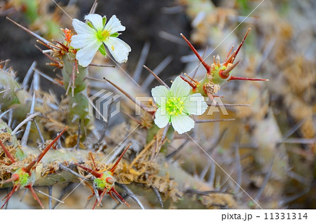 サルコカウロン・ヘレー 11331314
