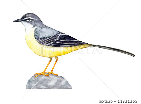 キセキレイ　イラスト 11331365