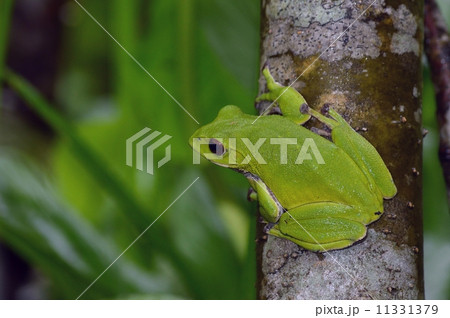モリアオガエルの雄 11331379