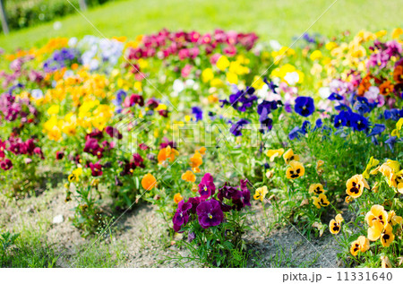 花畑 11331640