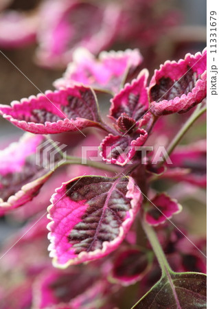 コリウス 11331679