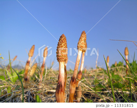 青空とつくし 11331815