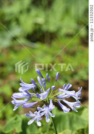 アガパンサス 11332002