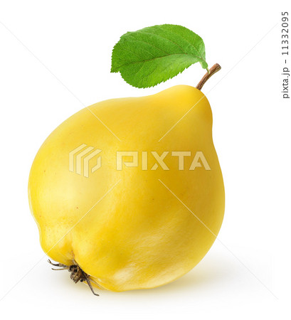 Quince Quince 11332095