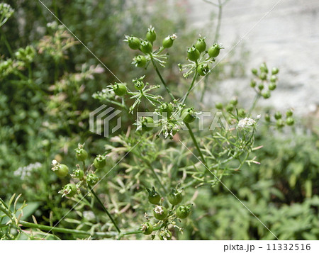 コリアンダーシード 11332516