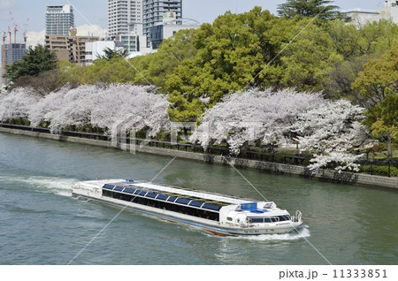 大川 桜 遊覧船 大川 桜 遊覧船 11333851