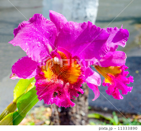 Beautiful color of orchid 11333890
