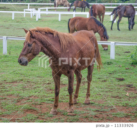 Young horse eating grass in farm 11333926