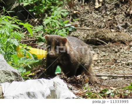 アナグマ1 11333995