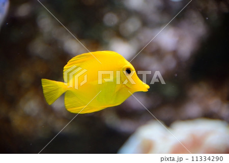 キイロハギ 11334290