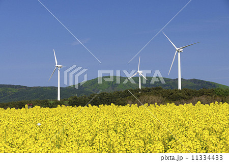菜の花畑と風車 11334433