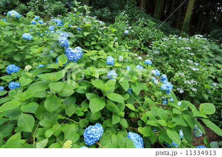 あじさいの花が咲く弘長寺 11334913