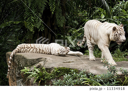 Animals rest, two tigers, 11334918