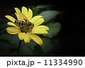 ルドベキアとミツバチ 11334990