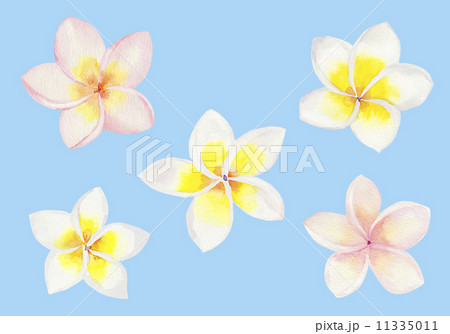 プルメリアの花のイラスト素材