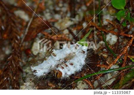 天敵微生物 11335067