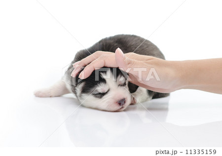 Cute puppy with caressing hand on white 11335159