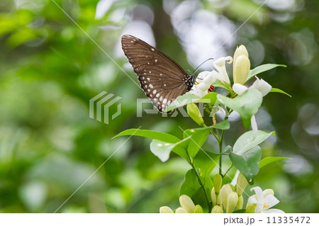 butterfly butterfly 11335472