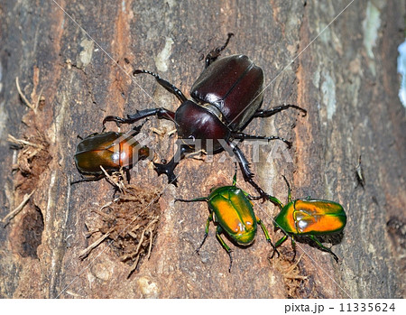 樹液を吸うカブトムシとカナブン 11335624