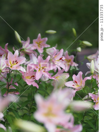 ピンク色の百合（ルレーブ） 11335735