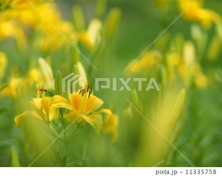 満開の黄色い百合 11335758
