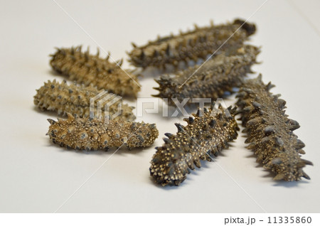 なまこ なまこ 11335860