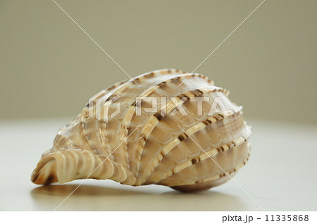 まき貝の写真素材