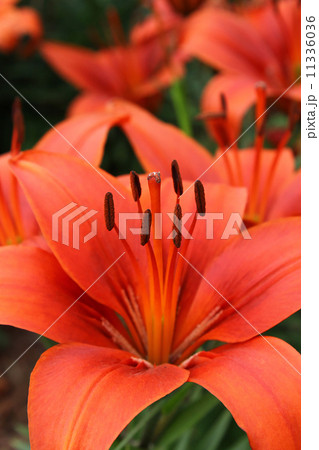 Beautiful red lily 11336036