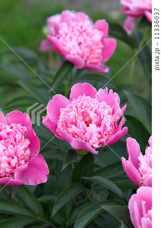 Beautiful pink peony 11336037