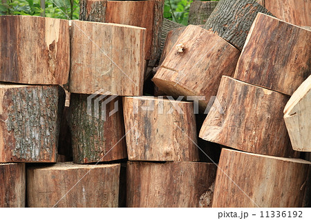 tree trunk sawn into pieces  firewood 11336192