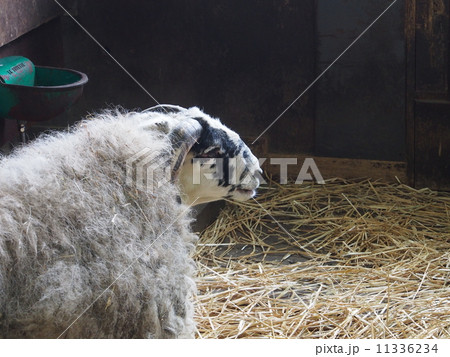 羊　ブラックフェイス種 11336234