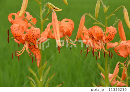 山梨県北杜市武川町の７月 11336256