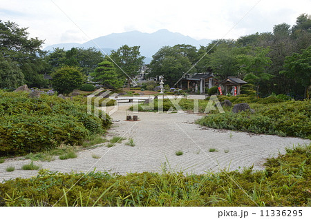 萬休院の舞鶴マツ　北杜市 11336295