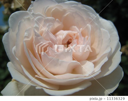 バラ バラ 11336329