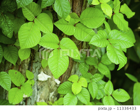 ツタウルシ 11336433