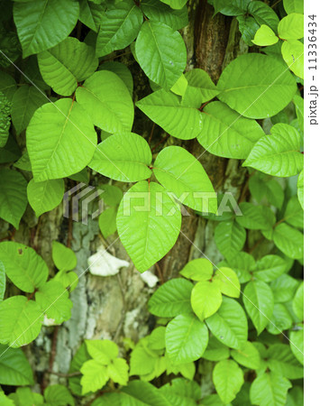 ツタウルシ ツタウルシ 11336434