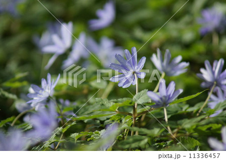 キクザキイチゲ群生 11336457