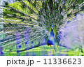 チボリ公園／孔雀 11336623