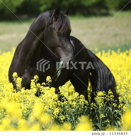 Gorgeous black friesian horse in colza field 11336835