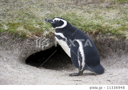 Magellanic Penguin (Spheniscus magellanicus) - Falkland Islands Magellanic Penguin (Spheniscus magellanicus) - Falkland Islands 11336948