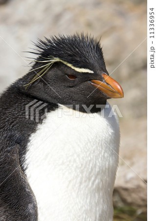 Rockhopper Penguin - Falkland Islands 11336954