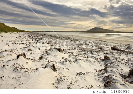 Pebble Island - Falkland Islands 11336956
