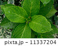 アジサイの葉　水滴 11337204