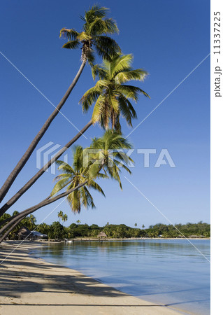 Musket Cove - Fiji - South Pacific 11337225