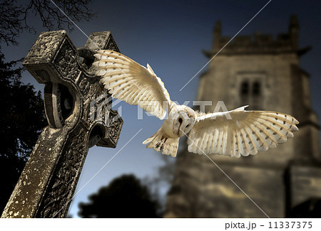 Barn Owl (Tyto alba) 11337375