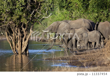 African Elephants - Botswana 11337454