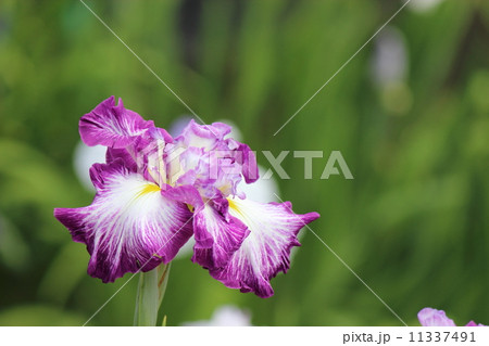 花菖蒲の園芸品種 11337491
