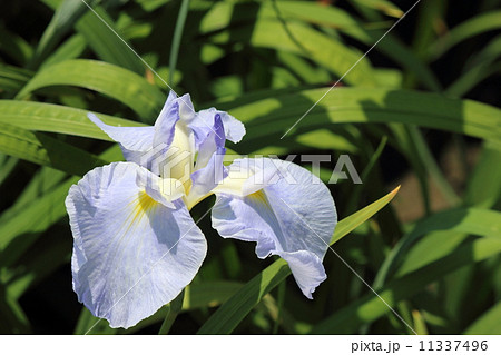 花菖蒲の園芸品種 11337496
