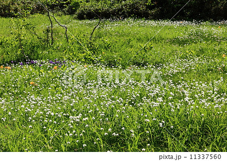 栂池自然園　ワタスゲ群落 11337560