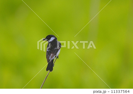 ノビタキ雄(Stonechat) in 北海道 ノビタキ雄(Stonechat) in 北海道 11337564